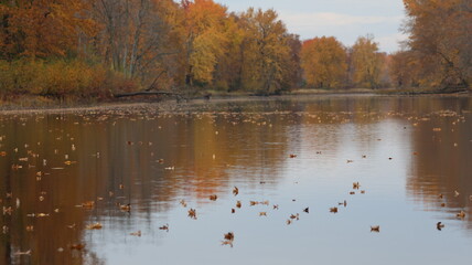 Fototapeta premium autumn in the park