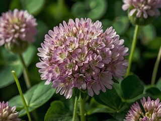 Close-up photo of clover flowers taken in the garden next to the house