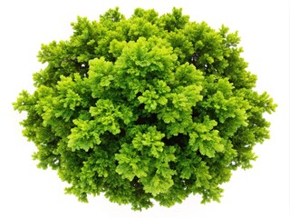 Obraz premium Top view of a young Common Oak tree isolated on a white background, highlighting its dense leaves and natural structure, ideal for botanical and nature illustrations.