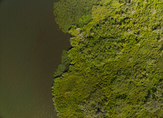 A green forest with a body of water in the background