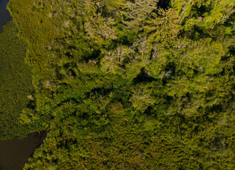 A lush green forest with a river running through it