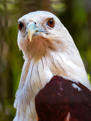 Regal Portrait of a Brahminy Kite