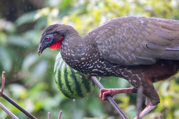 Obraz premium A Crested Guan in Costa Rica