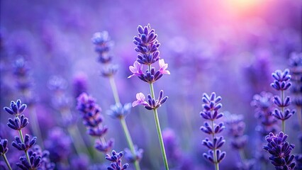 Fototapeta premium A Field of Lavender Blossoms Under a Softly Glowing Sky, Each Flower a Miniature Symphony of Purple Hues and Delicate Petals, Creating a Tranquil and Serene Atmosphere