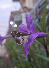 butterfly on flower