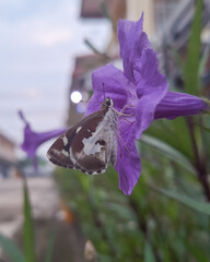 butterfly on flower