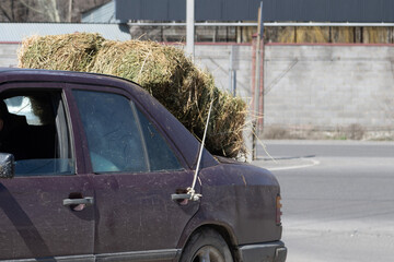 old German luxury sedan car carrying a block hay bale strapped with a rope to rear door handle in Central Asia © lucky pics