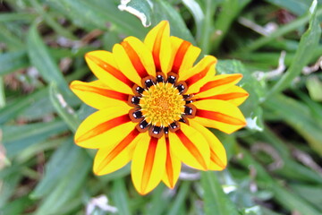 庭を彩るガザニア（Gazania）