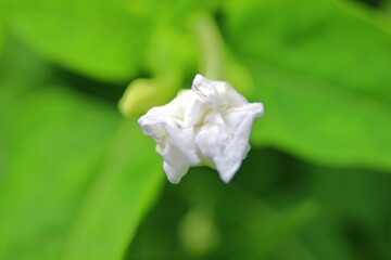 夕暮れ時のオシロイバナ