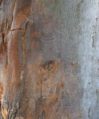 Fototapeta premium Eucalyptus tree bark texture, Bark of eucalyptus tree, seamless texture, a eucalyptus tree bark texture background image