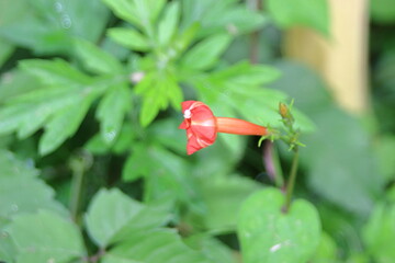 生命力あふれるマルバルコウソウ（Red morning glory）