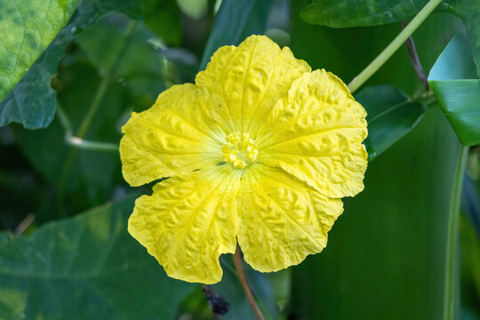 Beautiful yellow flower of sponge gourd in the vegetable garden.