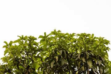 Green leaves on white background.