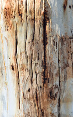 Eucalyptus tree bark texture, Bark of eucalyptus tree, seamless texture, a eucalyptus tree bark texture background image