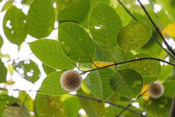 Burflower (Neolamarckia cadamba), a tropical evergreen tree native to South and Southeast Asia, is also known as laran or Leichhardt pine. Locally, it is called kadam ful in Bangladesh.