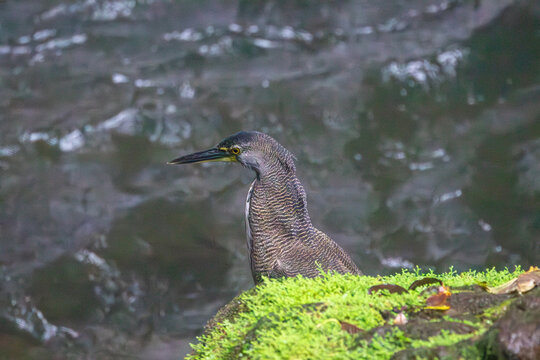 A Fasciated Tiger-Heron in Costa Rica