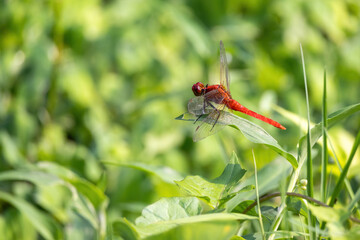 A beautiful red dragonfly sitting on the tip of a green grass blade in nature.