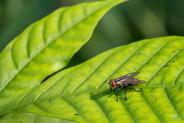 A close-up view of a flesh fly, a common insect, on a green leaf in its natural environment.