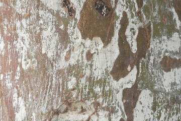 Eucalyptus tree bark texture, Bark of eucalyptus tree, seamless texture, a eucalyptus tree bark texture background image