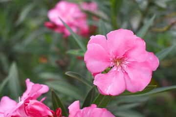 Nerium oleander in bloom, Pink siplicity bunch of flowers and green leaves on branches, Nerium Oleander shrub Pink flowers, ornamental shrub branches in daylight, bunch of flowers closeup