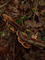 fallen autumn leaves