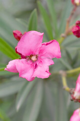 Nerium oleander in bloom, Pink siplicity bunch of flowers and green leaves on branches, Nerium...