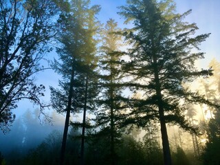 Mysterious Foggy Morning with Trees Illuminated by Blue and Yellow Light