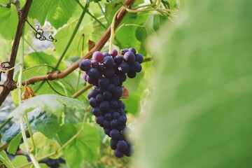 Bunch of Purple Grapes Hanging on the Vine: Nature's evidence of a Sunlit Vineyard