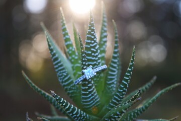 Fototapeta premium Elegant Wedding Ring Displayed on Succulent in Morning Sunlight