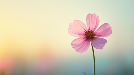 Fototapeta premium Pink flower on blurred background