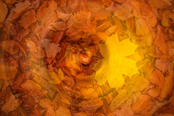 maple leaf in autumnal colors in a blurred circle of leaves