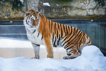 Majestic Tiger in Winter Landscape