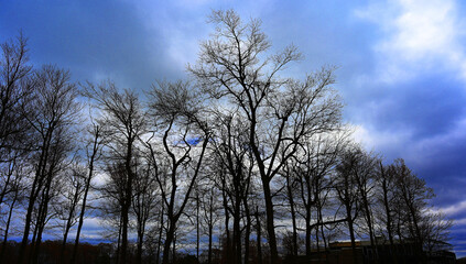 Obraz premium 枝に不安な厚い雲