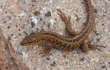 Italian wall lizard or ruin lizard - Podarcis siculus