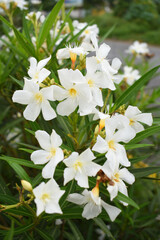 Nerium oleander in bloom, White siplicity bunch of flowers and green leaves on branches, Nerium...
