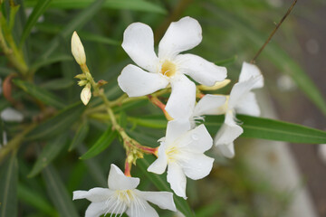Nerium oleander in bloom, White siplicity bunch of flowers and green leaves on branches, Nerium Oleander shrub white flowers, ornamental shrub branches in daylight, bunch of flowers closeup