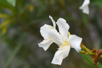 Nerium oleander in bloom, White siplicity bunch of flowers and green leaves on branches, Nerium...