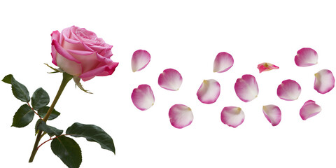 Fototapeta premium A single pink rose with petals scattered around it