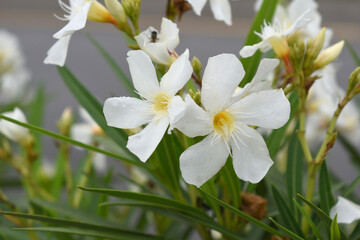 Nerium oleander in bloom, White siplicity bunch of flowers and green leaves on branches, Nerium...