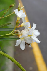 Nerium oleander in bloom, White siplicity bunch of flowers and green leaves on branches, Nerium...