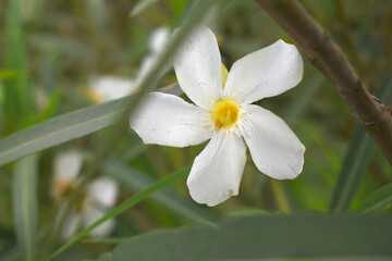 Nerium oleander in bloom, White siplicity bunch of flowers and green leaves on branches, Nerium Oleander shrub white flowers, ornamental shrub branches in daylight, bunch of flowers closeup