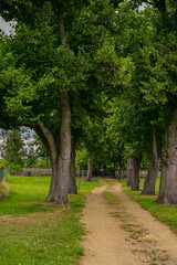 Feldweg als Schotterweg mit gr&uuml;nen B&auml;umen als Allee in Ketz&uuml;r, Beetzseeheide in Brandenburg, Deutschland