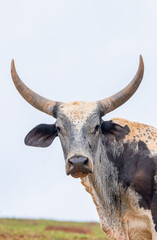 Portrait of an Ox with a pair of big horns 