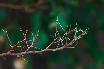 Dry branches and dry flower branches with blurred backgrounds.