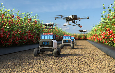 Drone is picking tomatoes in a tomato garden, Agricultural robots work in smart farms, Smart agriculture farming concept. 3D illustration