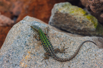 Italian wall lizard or ruin lizard - Podarcis siculus