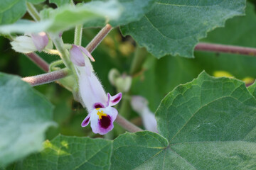 Martynia annua L. (MARTYNIACEAE) Common name: Cat's claw, Tiger's claw, Iceplant, Devil's claw, white purple flowers, wild flower, Devils Claws flower, Tiger Claws flower, Chakwal, Punjab, Pakistan