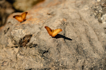 butterfly on the ground