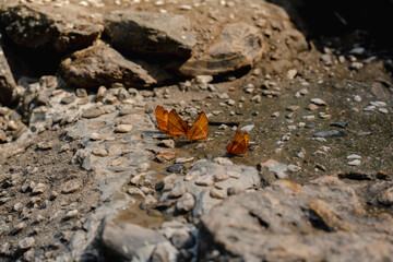 butterfly on the rocks