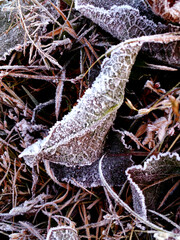 leaves on the ice